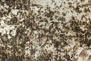 Illustration of Canonical Joins Rust Foundation: Exciting Step Toward Safer, Better Software